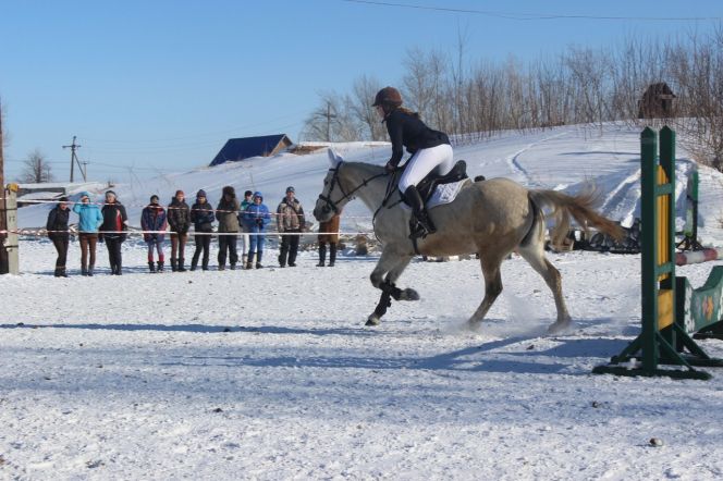 В Барнауле состоялись открытые зимние чемпионат и первенство края по конкуру, выездке и двоеборью.