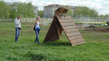 В Барнауле состоялись соревнования по спортивно-прикладному собаководству "Хвостатый полк" (фото).