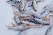 Кубок Алтайского края по ловле на мормышку со льда прошёл на озере Иткуль
