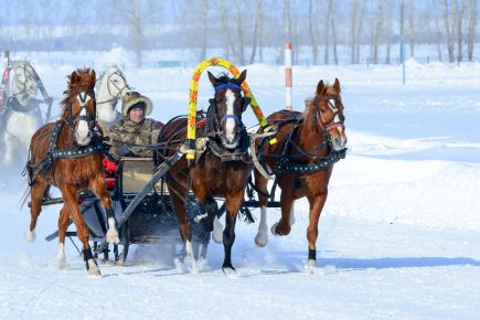 Накануне «Сибирской Масленицы» на ипподроме «Алтай» в Смоленском районе прошли конные бега.