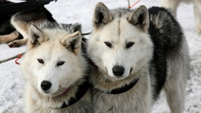 Барнаульцев приглашают покататься на лыжах с собаками 